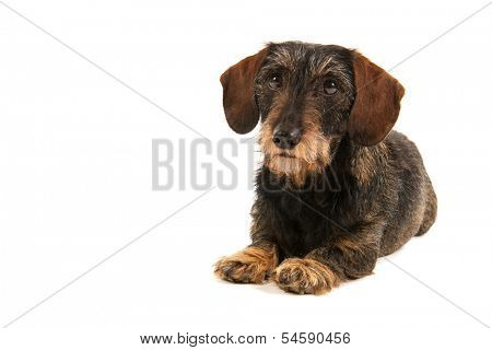 Wire haired dachshund isolated over white background