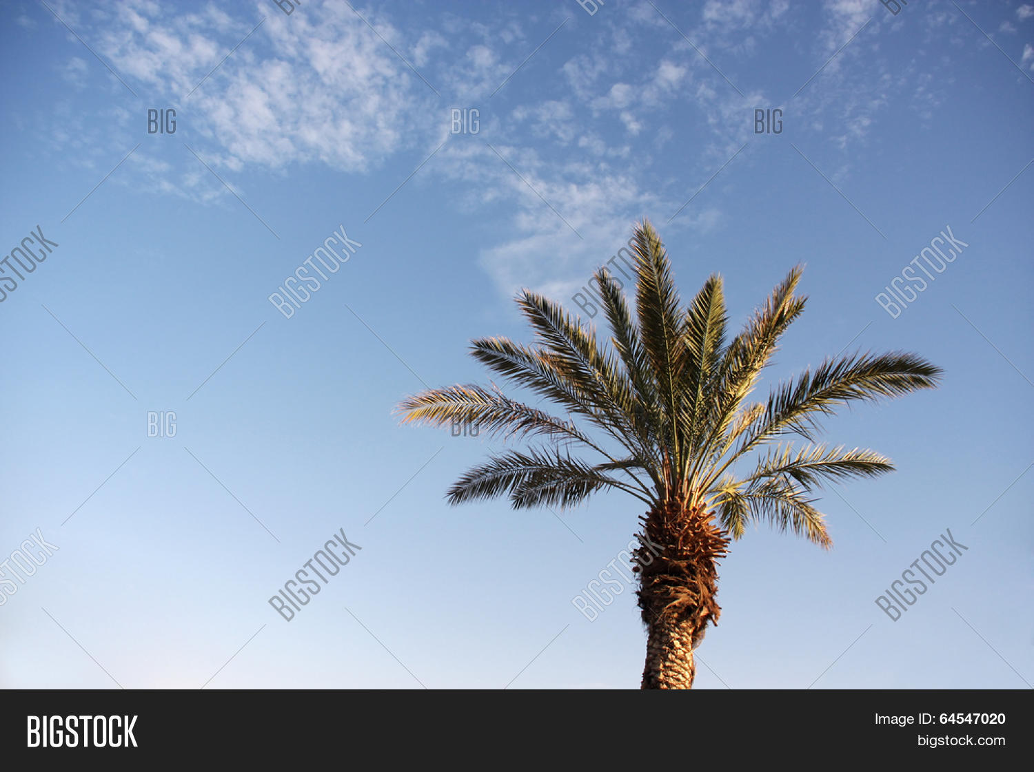 Date Palm Tree Front Image & Photo (Free Trial) Bigstock