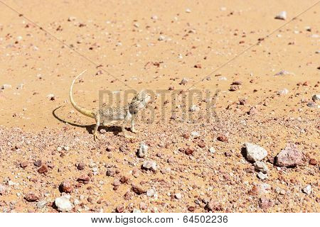 Lizard In Oman Desert (oman)