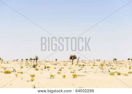 Sand Dunes With Trees And Bushes In Desert (oman)