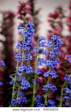 Tiger Beardtongue (penstemon Mensarum)