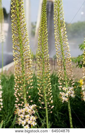 Foxtail Lily (eremurus) Flowers
