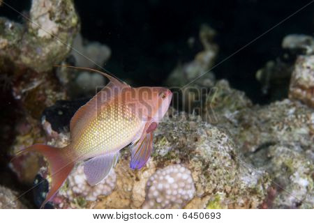 Lyretail Anthias