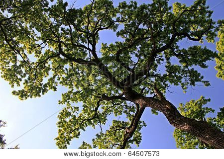 Oak trees