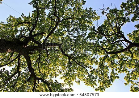 Oak trees
