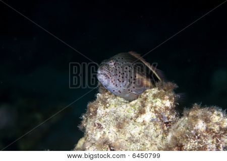 Gyöngyös Hawkfish