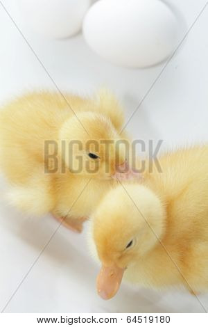 duckling