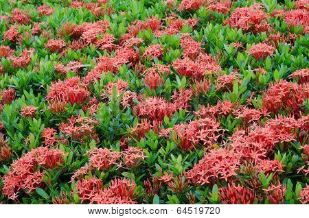 Ixora  Flower