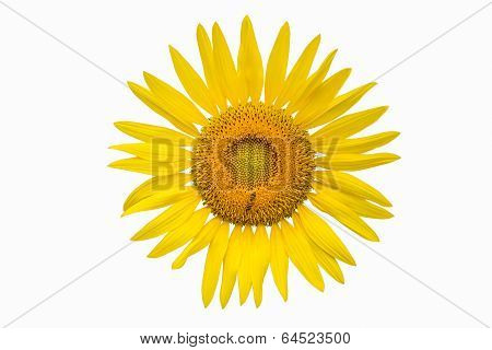 Sunflower On White Background.