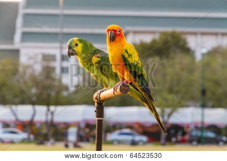 Parrot
