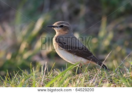Wheatear (oenanthe Oenanthe)