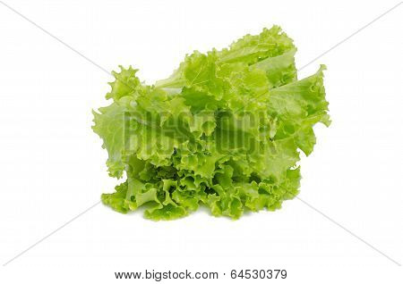 Green lettuce vegetable isolated on white background