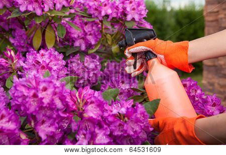 Protecting azalea plant from fungal disease or aphid, gardening concept 