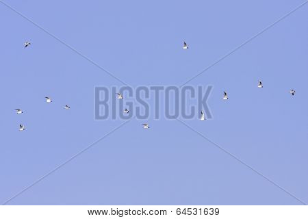 Black-headed Gull in the sky.
