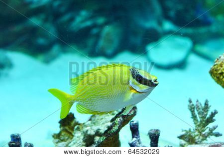 Masked Rabbitfish - Siganus Puellus