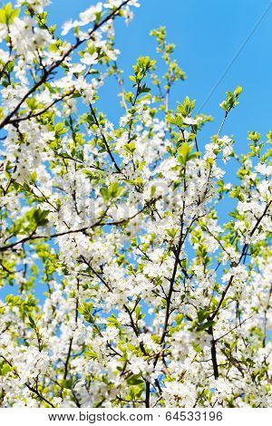 White Blooming Cherry Tree Crown And Blue Sky