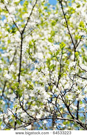 Cherry Twig And White Blooming Cherry Tree Crown