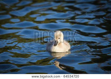Gosling in lake