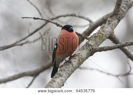 male bullfinch