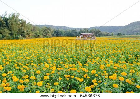 Marigold field for cut flowers in Thailand