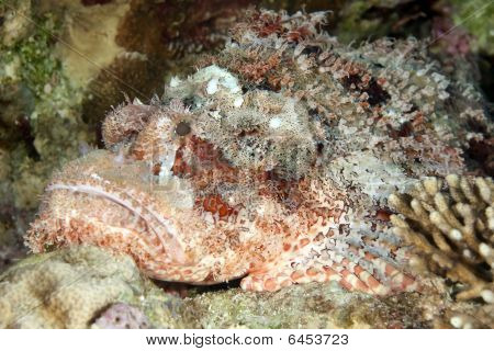 Scorpionfish เกล็ดถี่