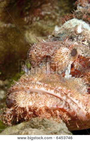 Scorpionfish เกล็ดถี่