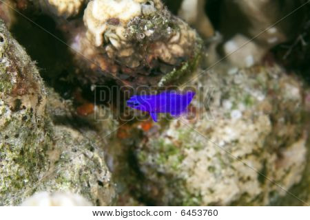 Orchidej Dottyback