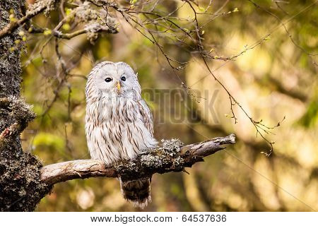 The Ural Owl Strix Uralensis