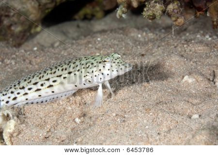 Pinguipedidae moteado