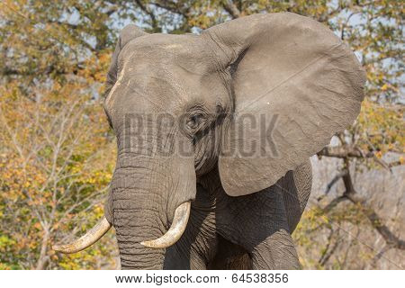 elephant in alert