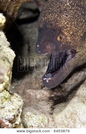 Yellowmargin Moray