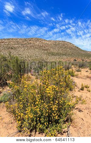Savanna Forest Landscape And Blue Sky In Cape Town, South Africa.