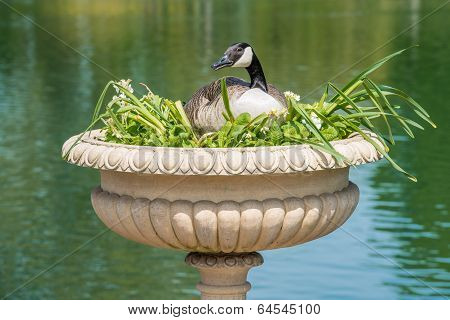 Canadian Goose Made Nest In Decorative Vase
