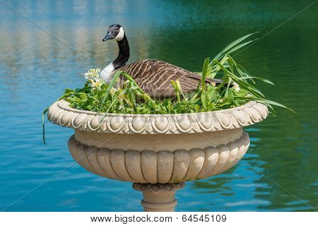 Canadian Goose Nesting In Decorative Vase