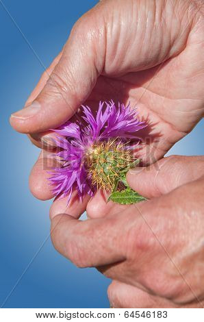 Centaurea Flower On Hands