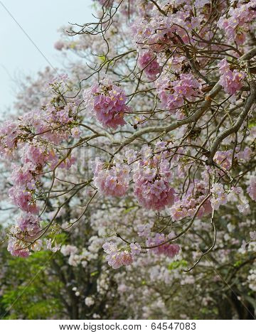Tabebuia