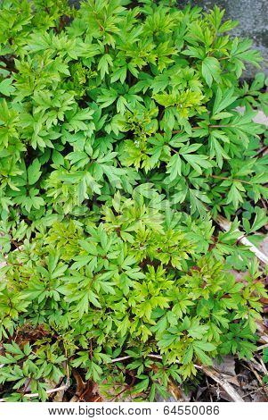 Early Spring Leaves Of A Bleeding Heart Plant