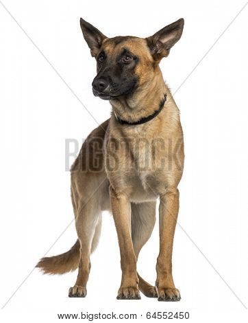 Belgian Shepherd Dog standing (Malinois)