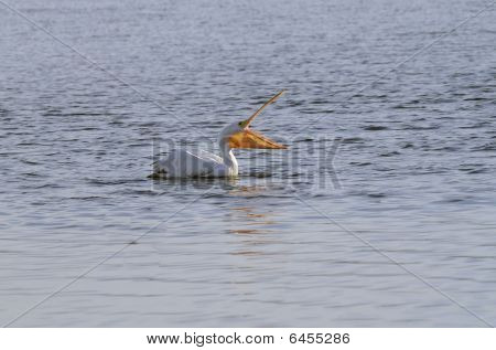 White Pelican (pelecanus Erythrorhynchos)
