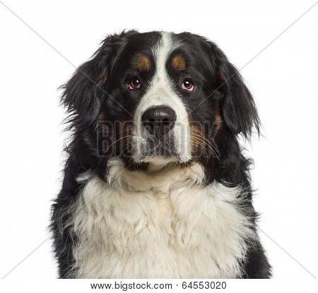 Headshot of a Bernese Mountain Dog (18 months old)