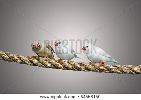 Finches