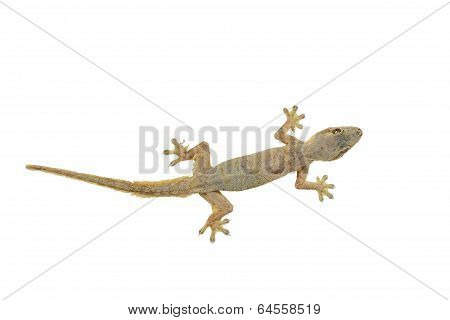 House Lizard (hemidactylus Platyurus) Isolated On White Background