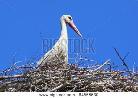 Stork In Its Nest