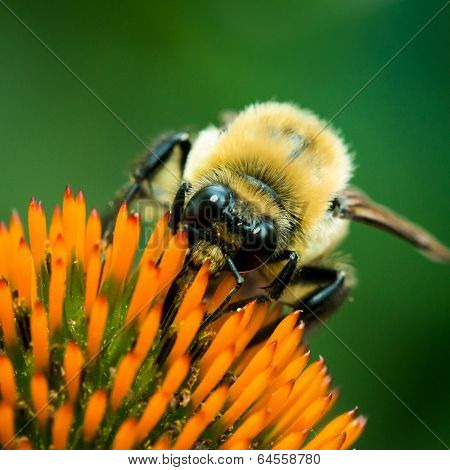 Bumblebee On Purple Coneflower