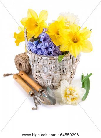 Tool for floriculture and flower in wicker basket. Isolated on white background