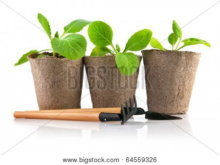 Seedlings cabbage in pot with garden tools. Isolated on white background