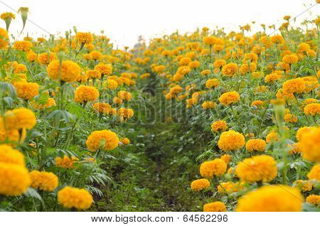 Marigold field for cut flowers in Thailand