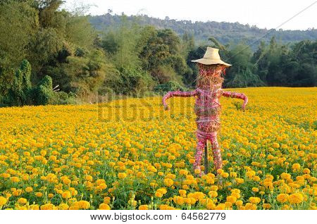 marigold field and Scarecrow