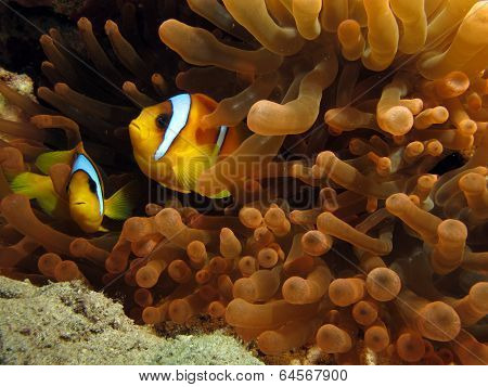 Red Sea anemonefish