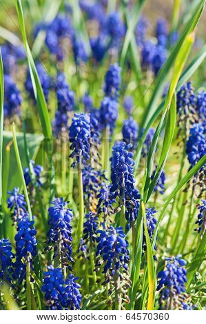 Muscari neglectum